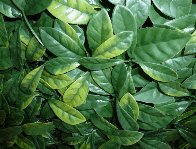 artificial laurel leaves to hide air conditioning